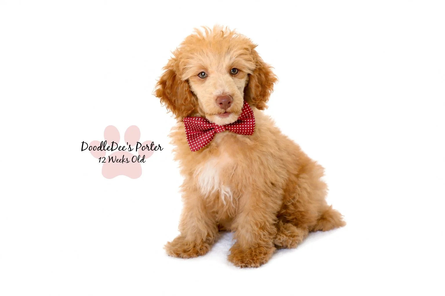 Mini Poodle Stud