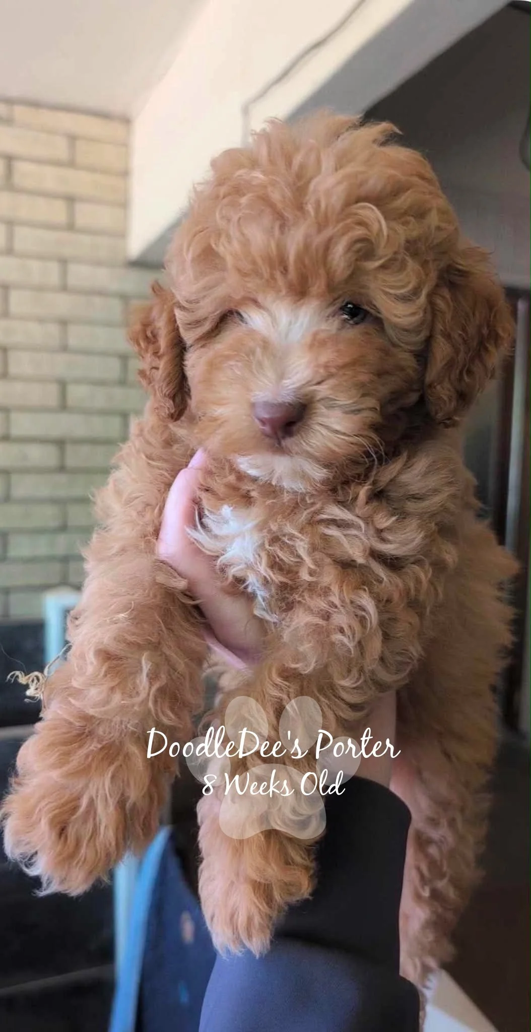 Mini Poodle Stud