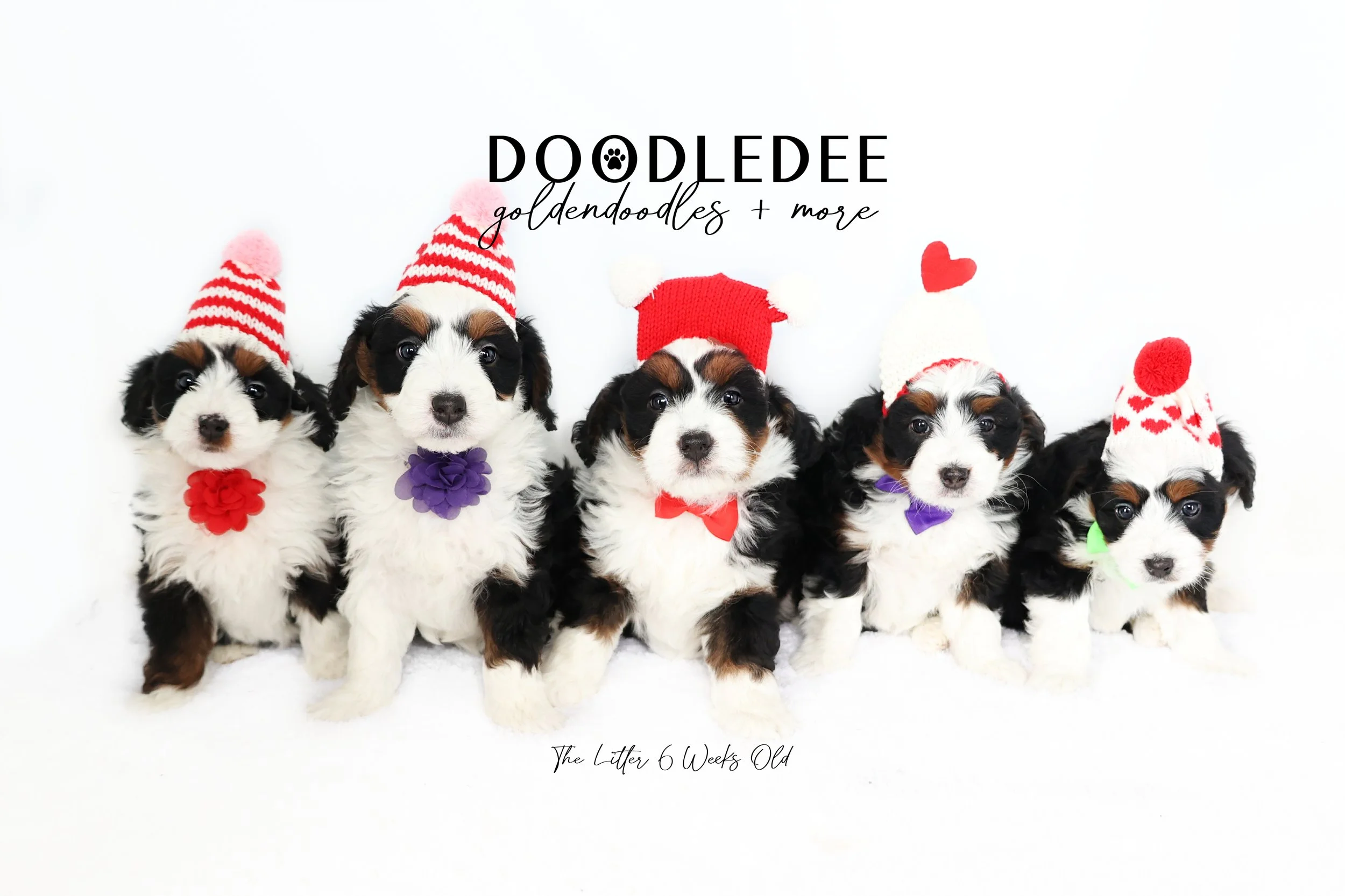 Bernedoodle Puppies- Basil