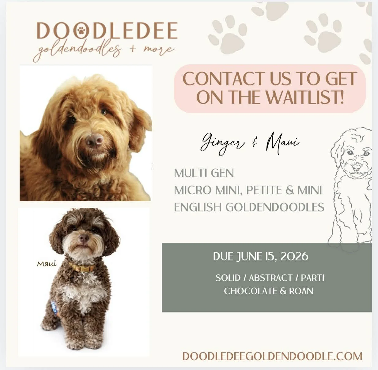 Micro Mini English Goldendoodles