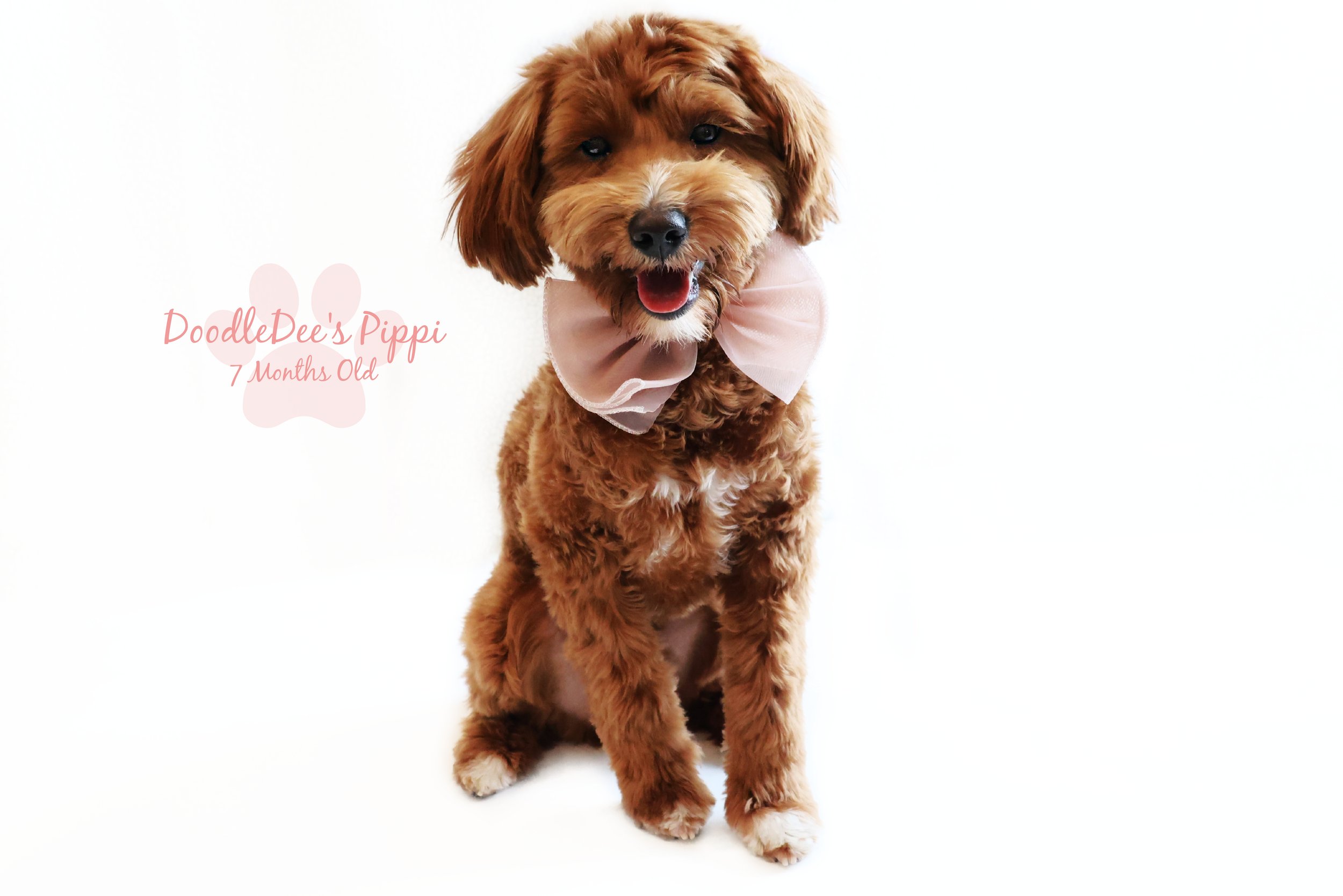 Petite Red English Goldendoodle 14#