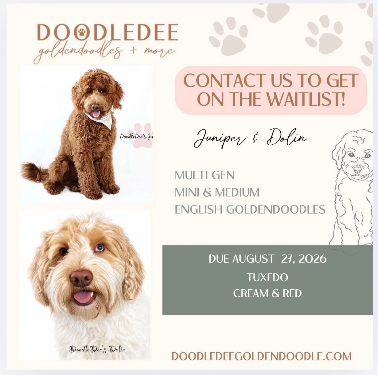 Mini English Goldendoodle Puppies | Medium English Goldendoodle Puppies