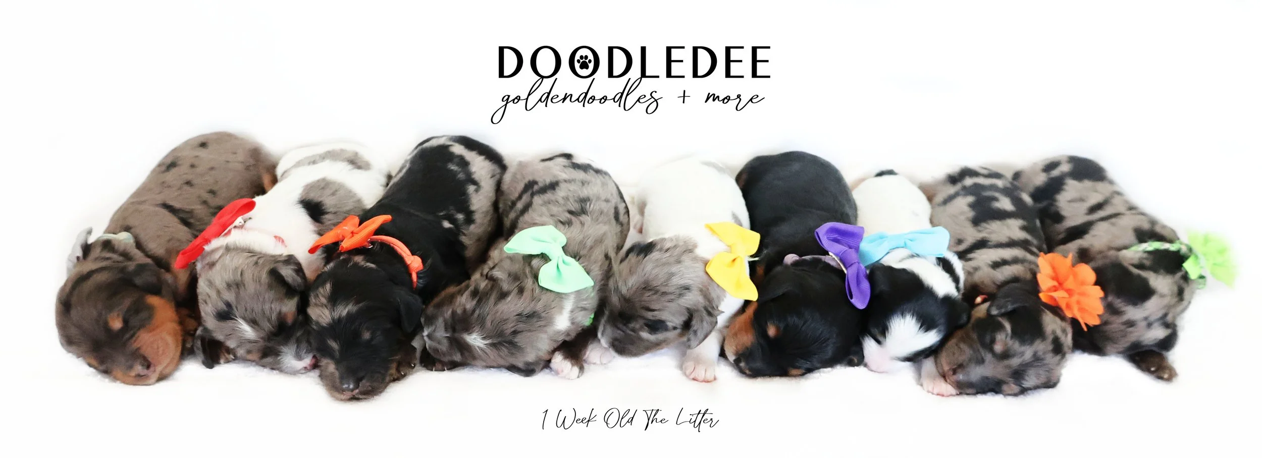 Medium & Standard Bernedoodles