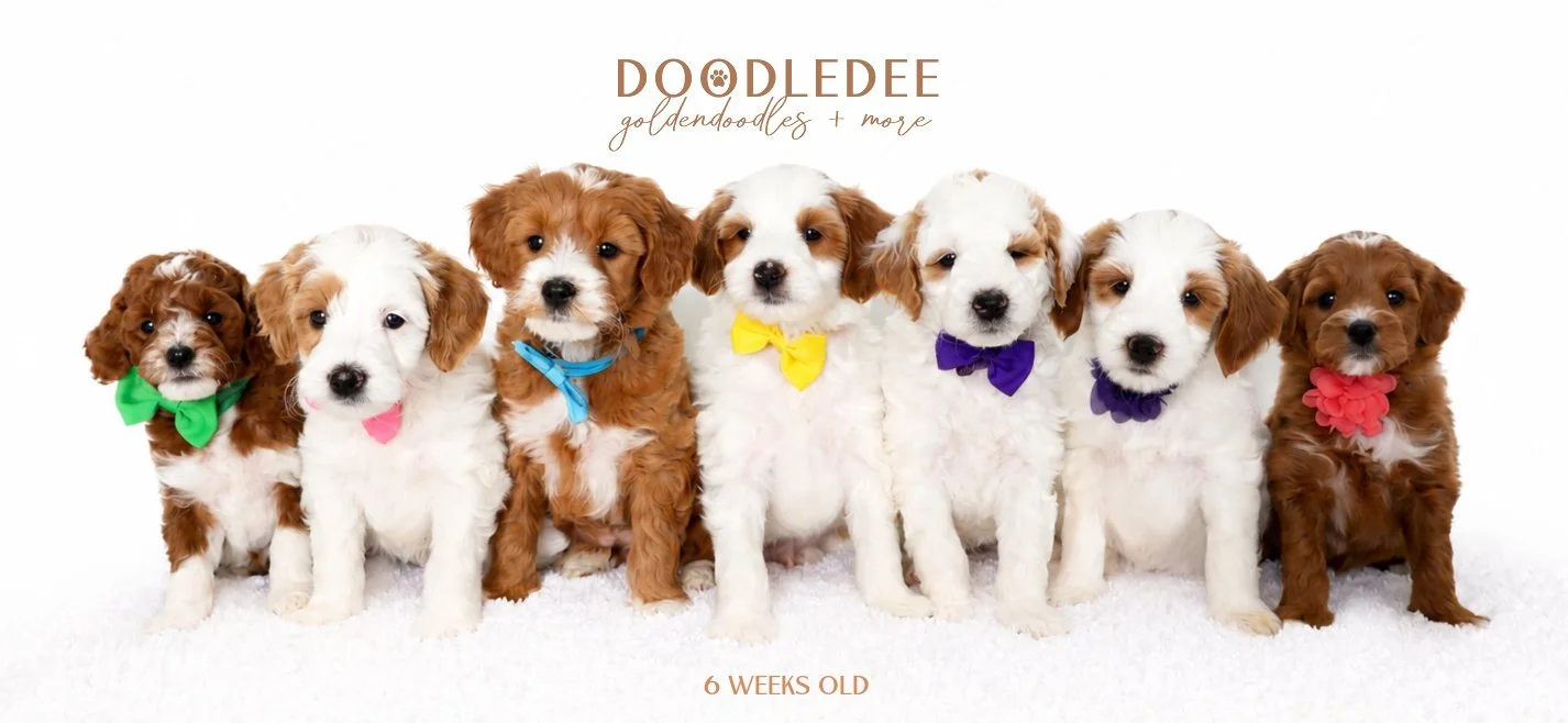 Mini English Goldendoodle Puppies