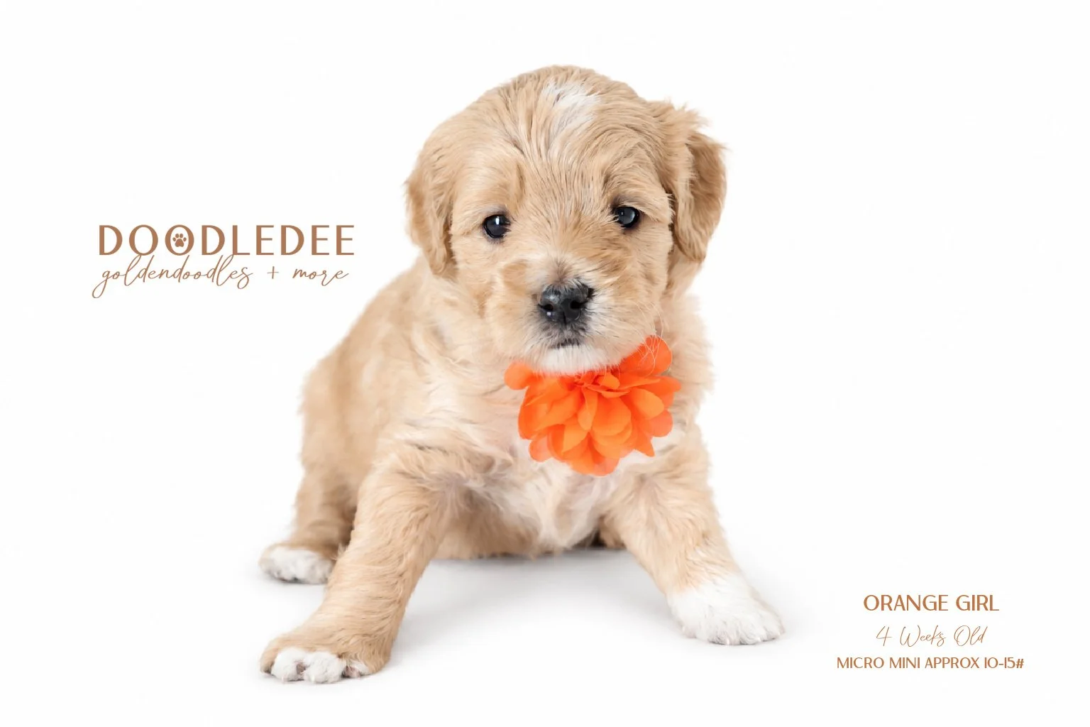 Micro Mini English Goldendoodle SOLD