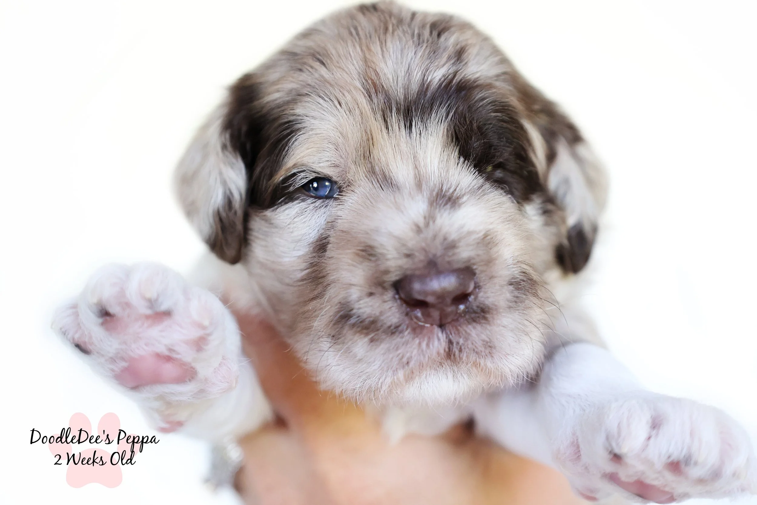 Medium/Standard English Goldendoodle