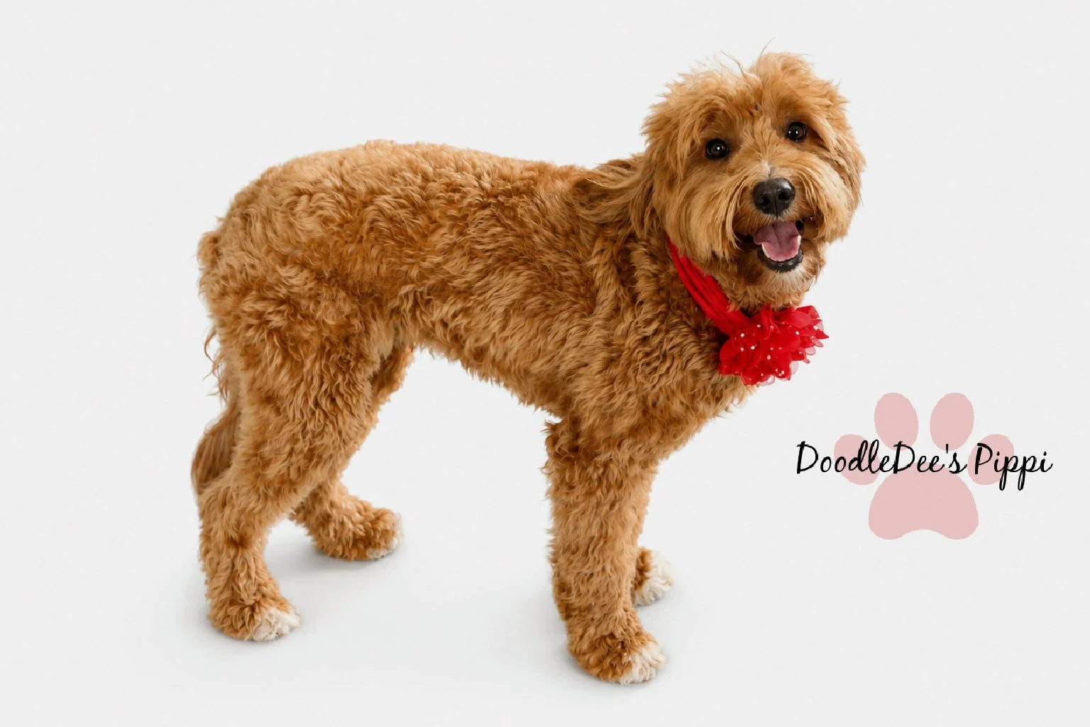 Micro Mini Red English Goldendoodle 16#