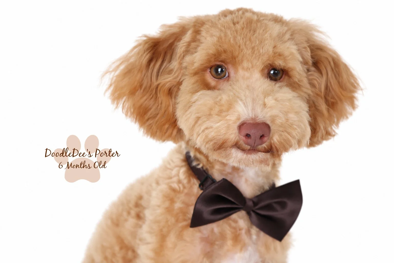 Mini Poodle Stud | 6.7 lbs