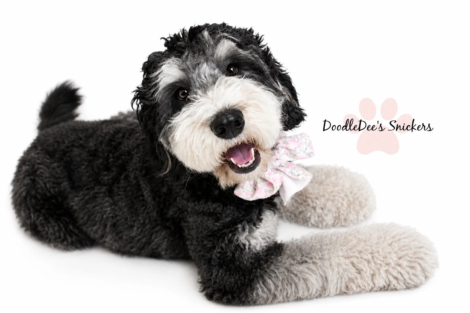 Snickers- Mini Bernedoodle