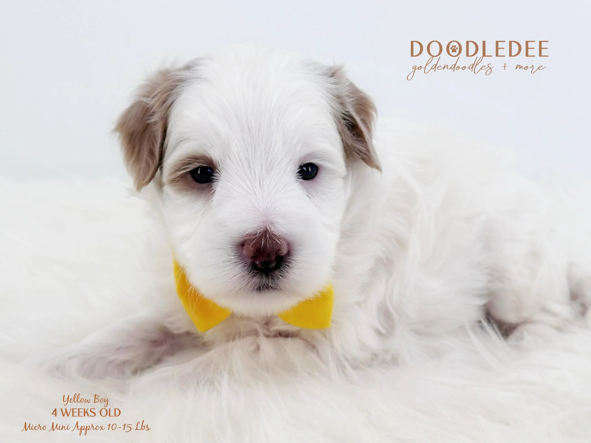 Micro Mini English Goldendoodle SOLD