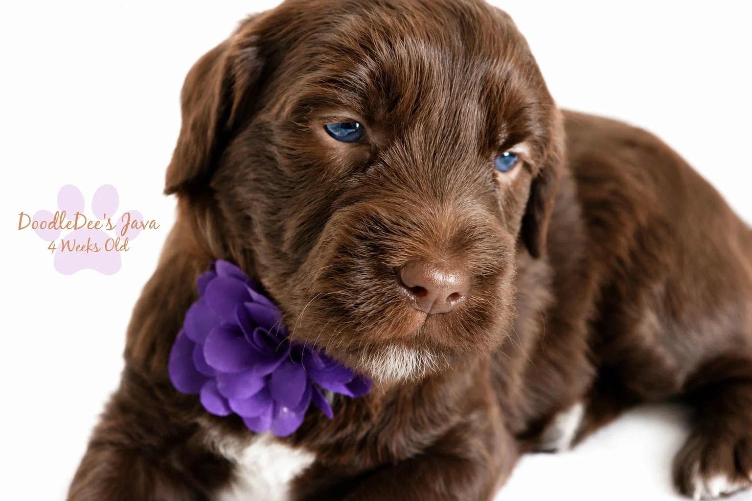 Medium English Goldendoodle - GUARDIAN OPPORTUNITY!