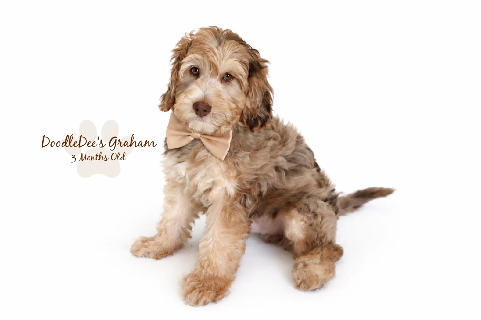 Mini Chocolate Phantom Merle English Goldendoodle Stud | 12.10 lbs