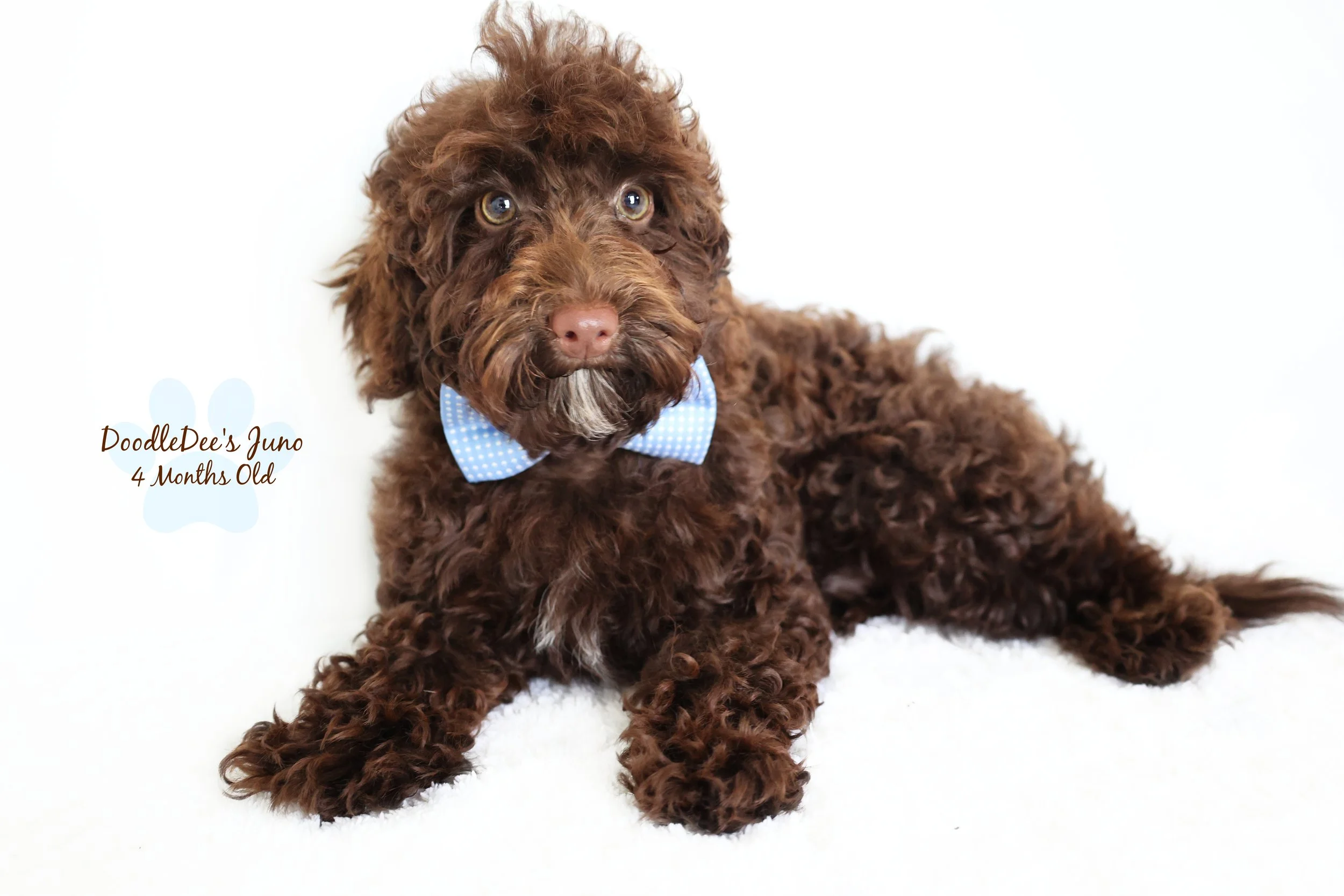 Micro Mini English Goldendoodle - 6 Lbs