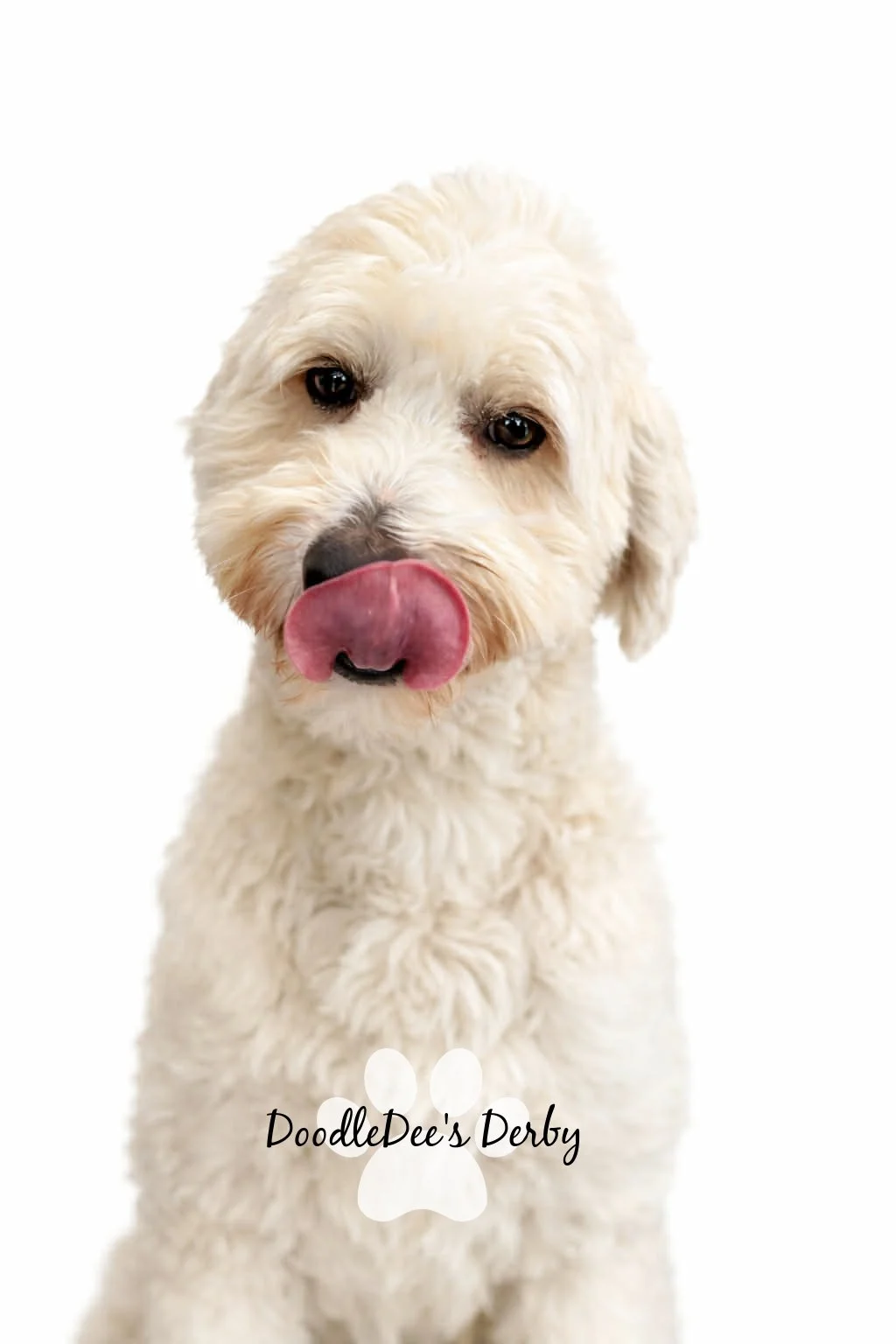 Mini English Goldendoodle Stud