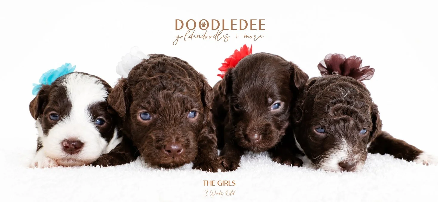 Micro Mini & Petite English Goldendoodle Puppies