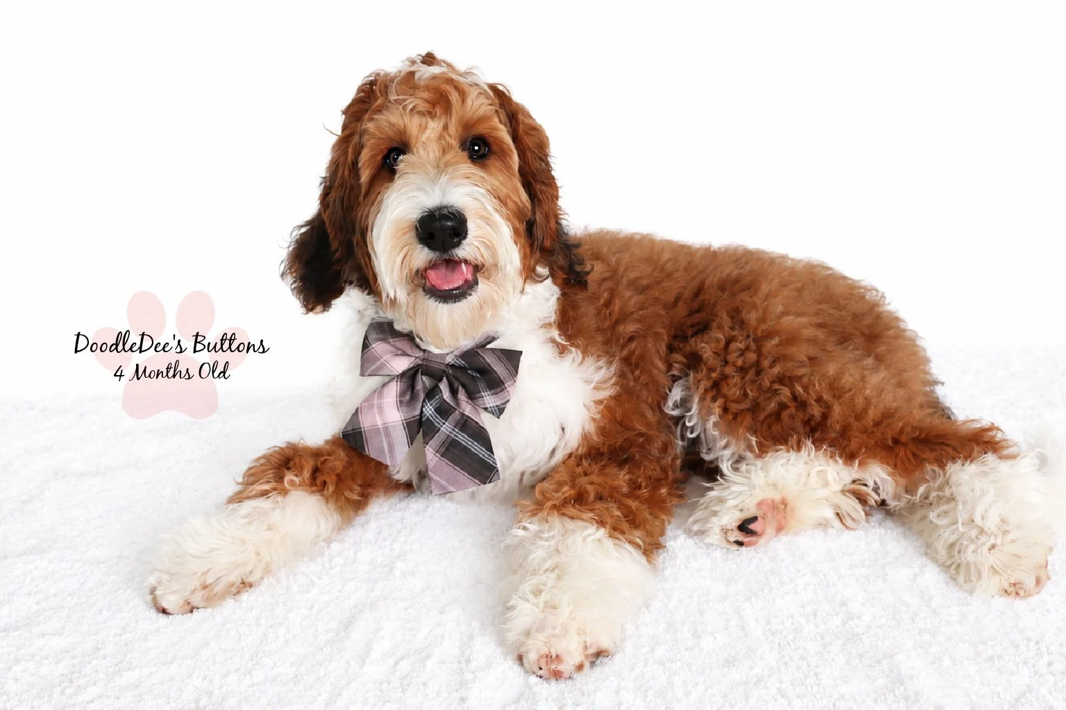 Sable Bernedoodle- Buttons 4 Months Old 
21 Lbs