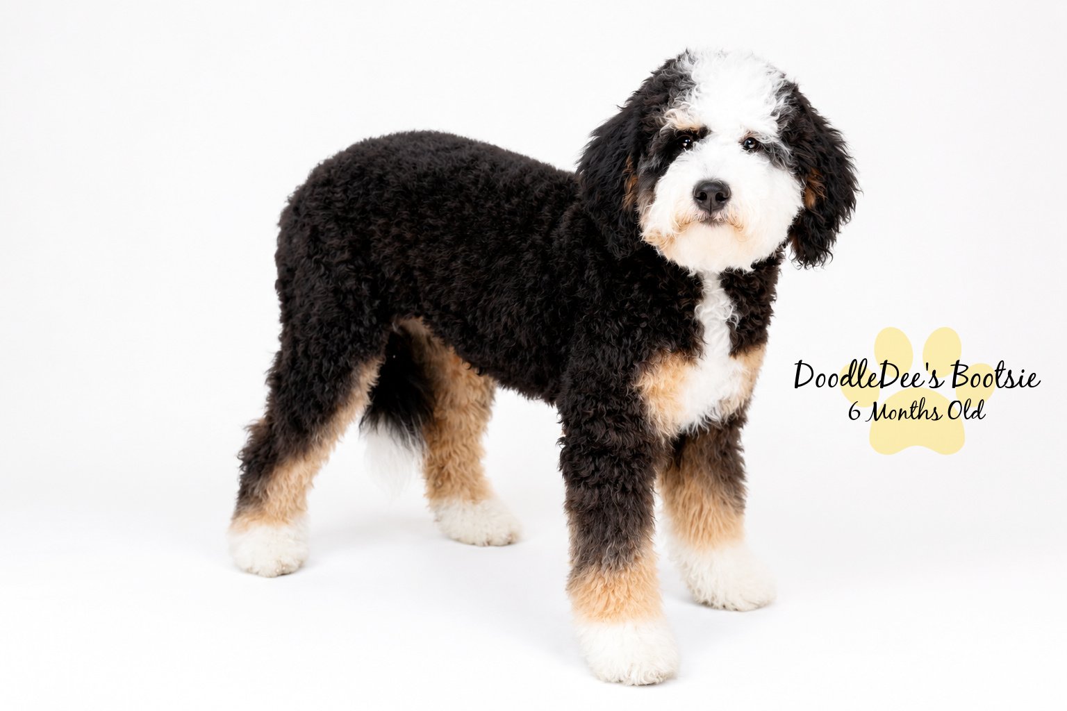 Mini Bernedoodle