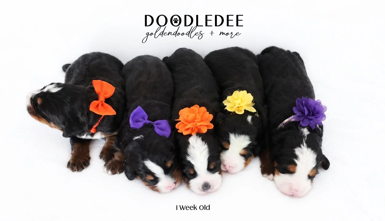 Mini Bernedoodle | Medium Bernedoodle | Standard Bernedoodle