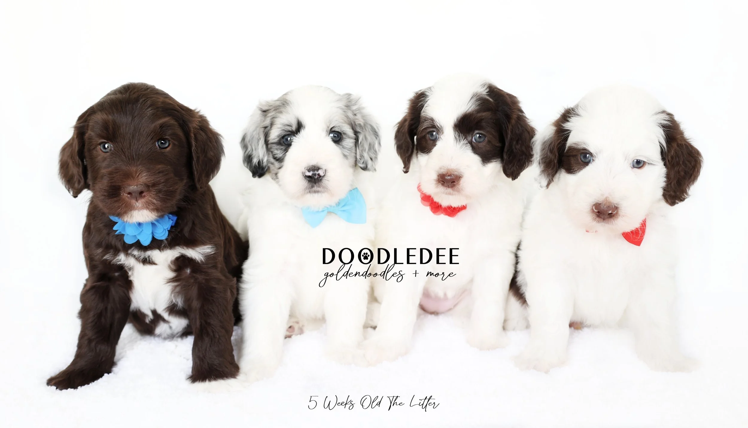 English Goldendoodle Puppies - Godiva