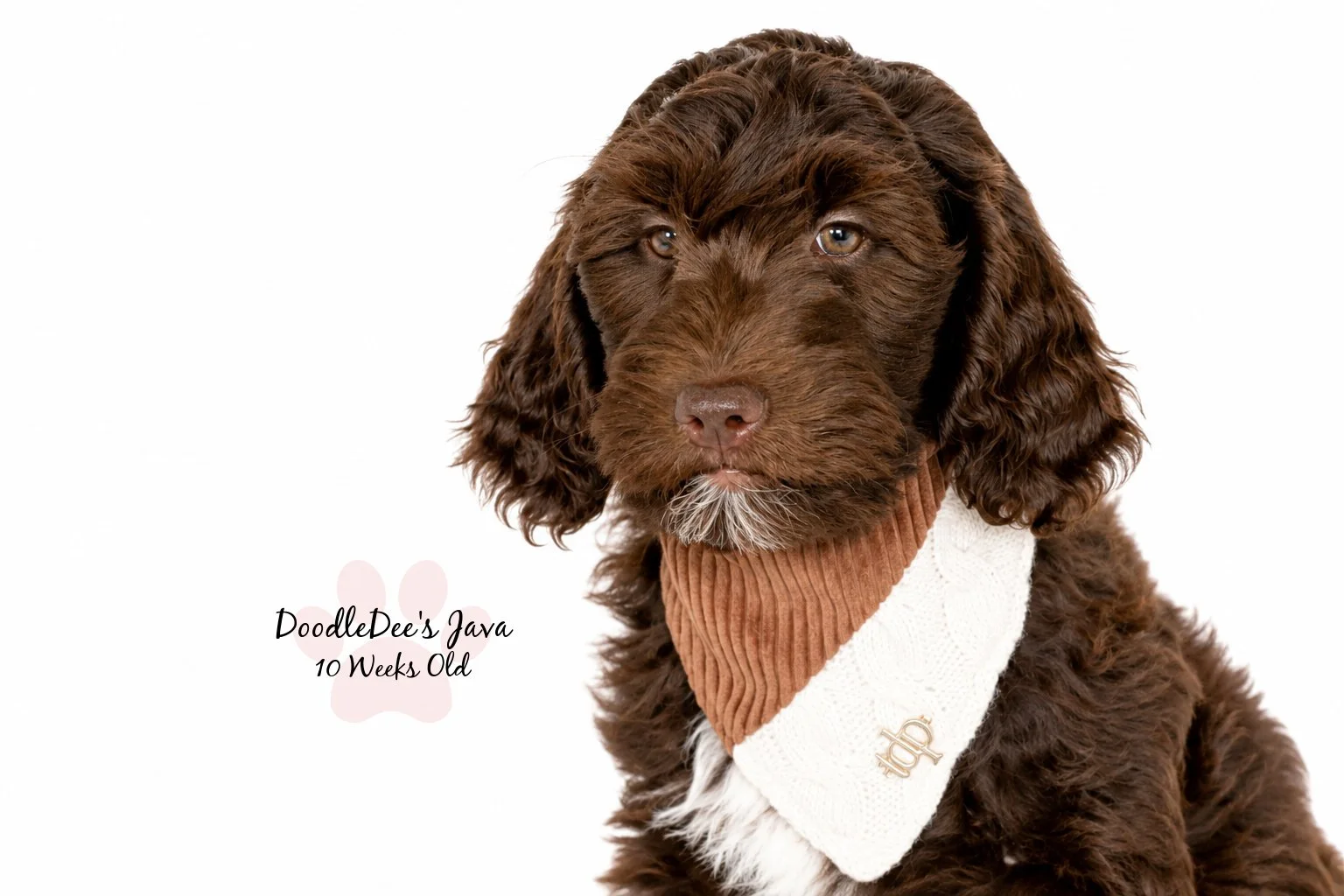 Medium English Goldendoodle