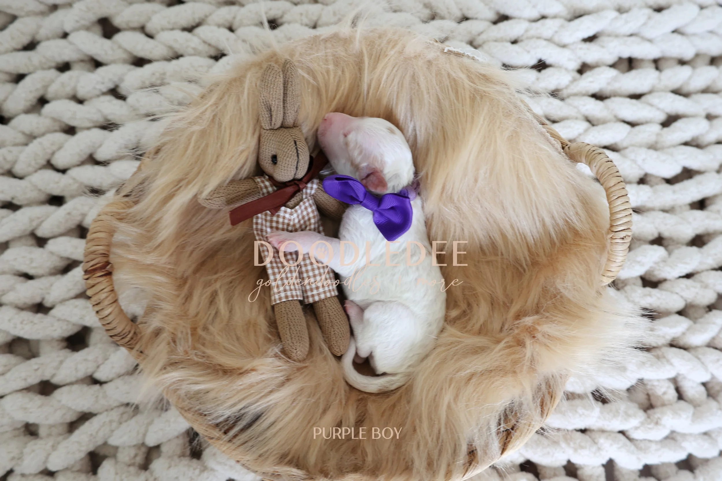 MIni English Goldendoodles