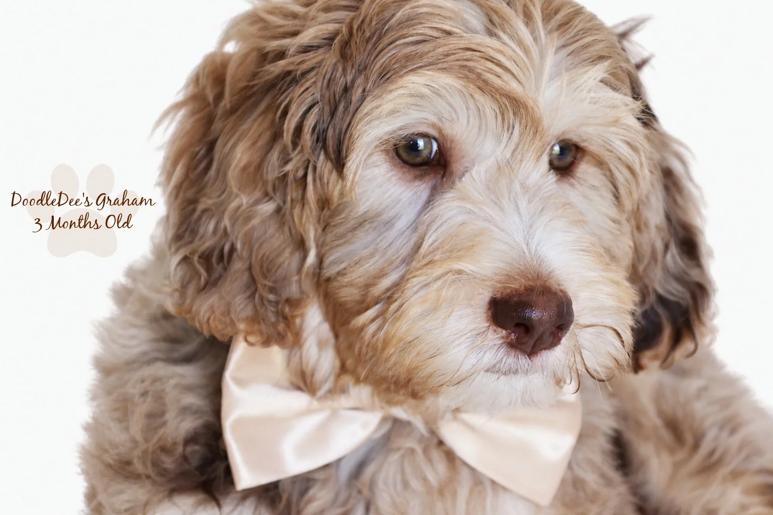 Mini Chocolate Phantom Merle English Goldendoodle Stud | 12.10 lbs