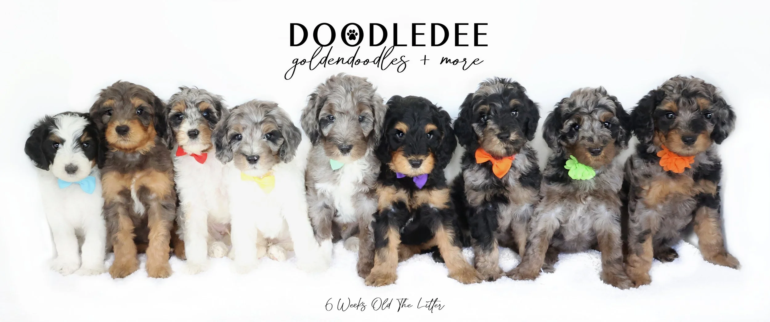 Bernedoodle Puppies- Butternut