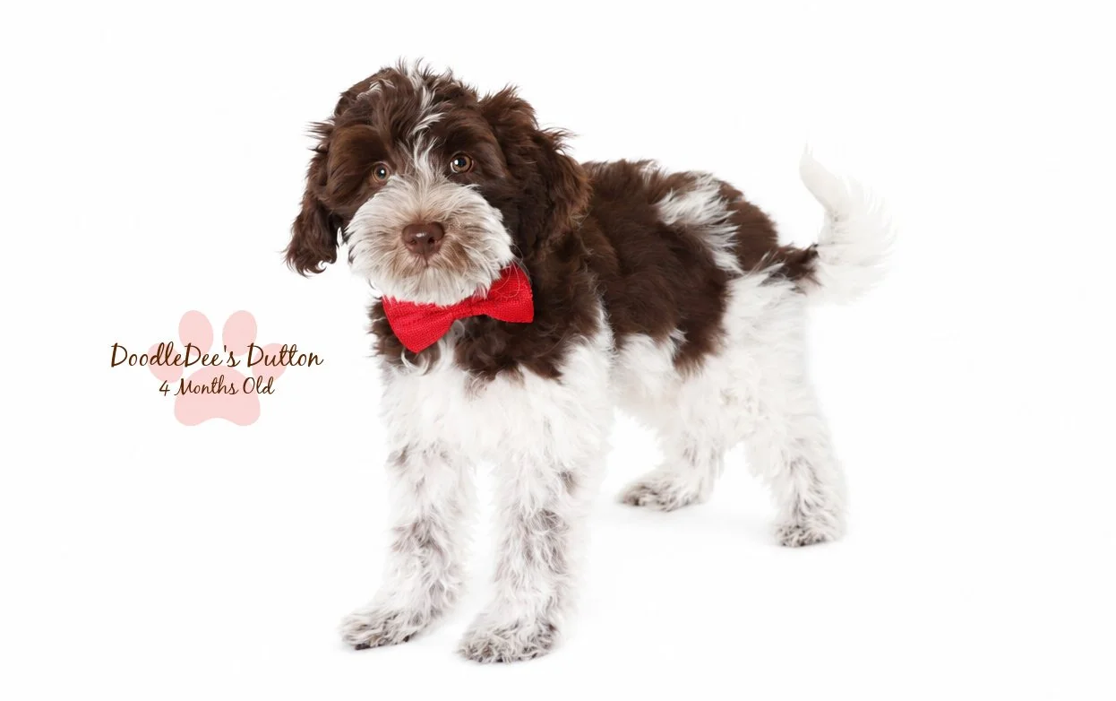 Chocolate Roan English Goldendoodle Stud |  10.2 Lbs