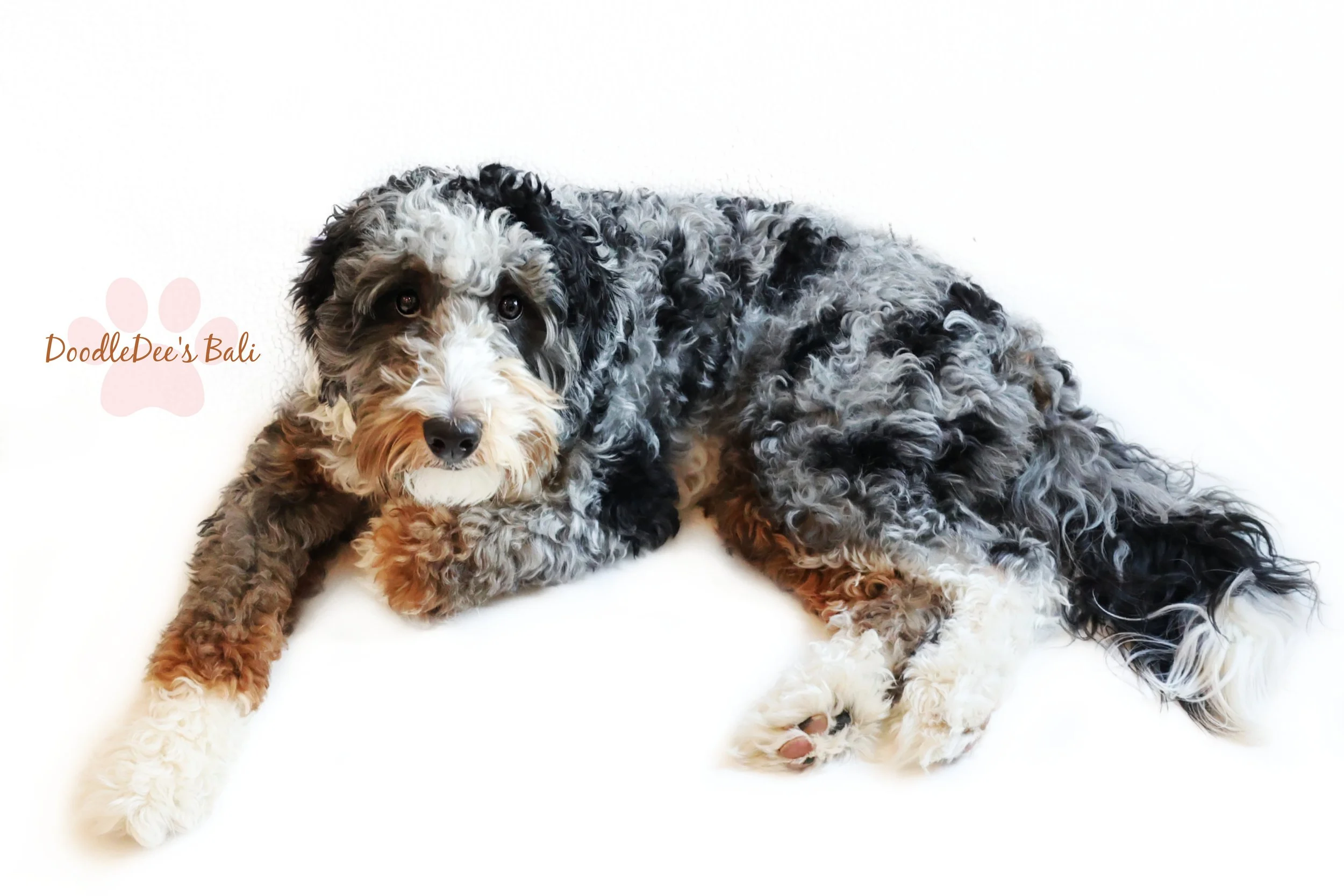 Medium Bernedoodle -36#