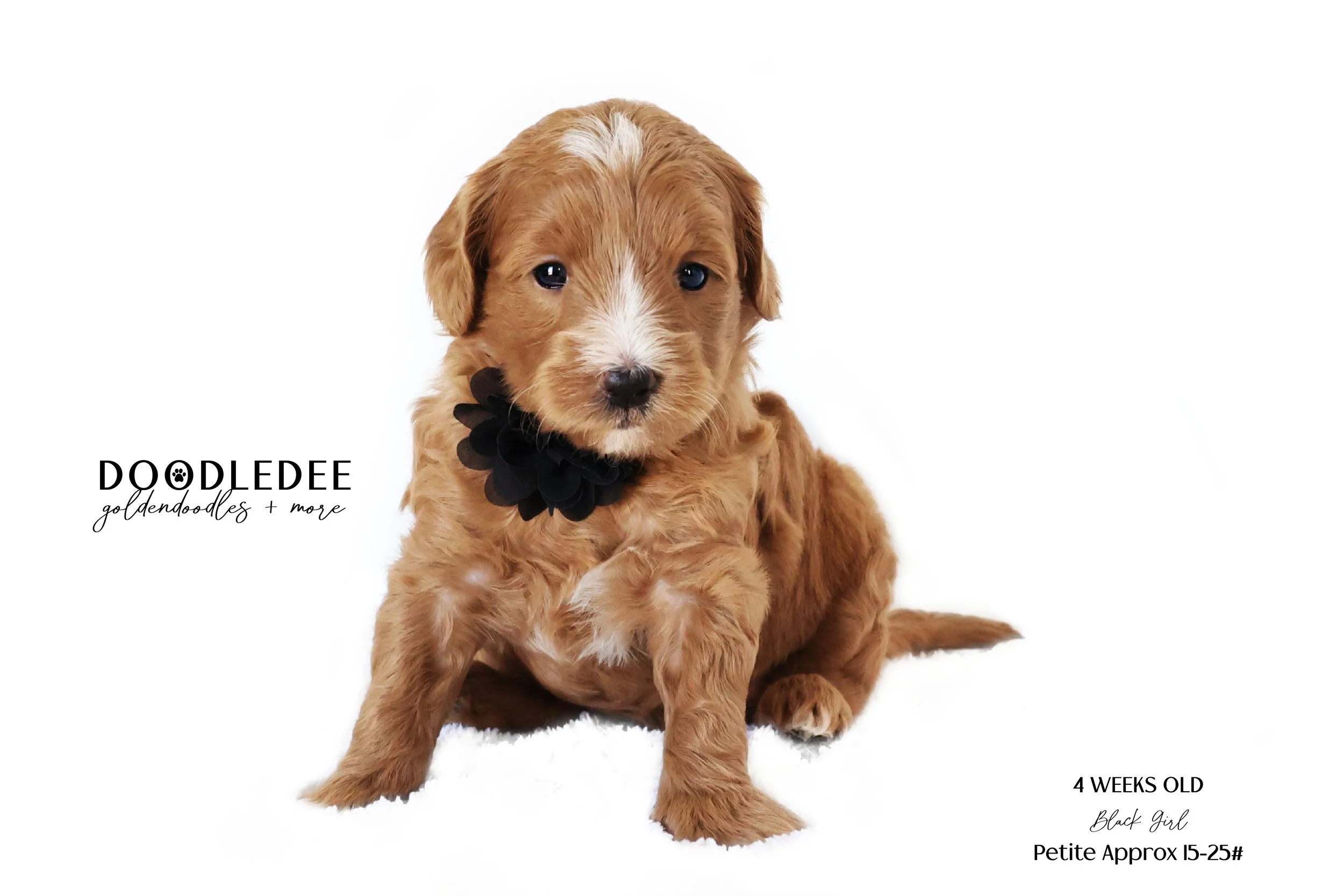 Petite English Goldendoodle
