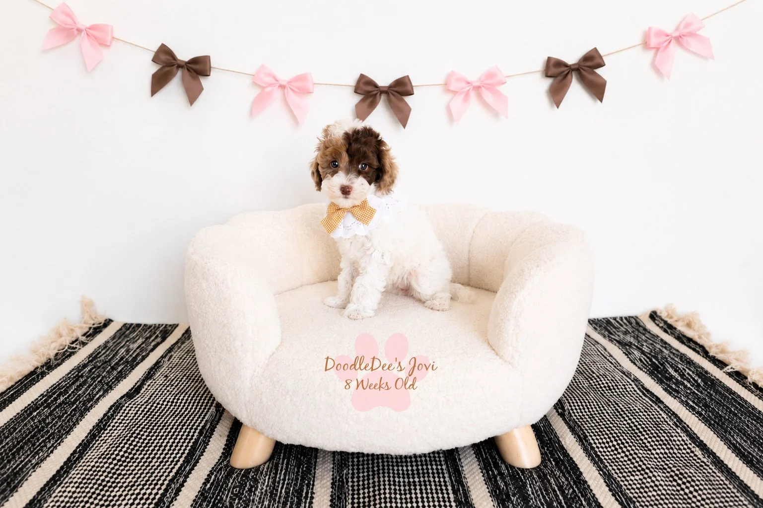 Micro Mini English Goldendoodle Female AVAILABLE $4,000.