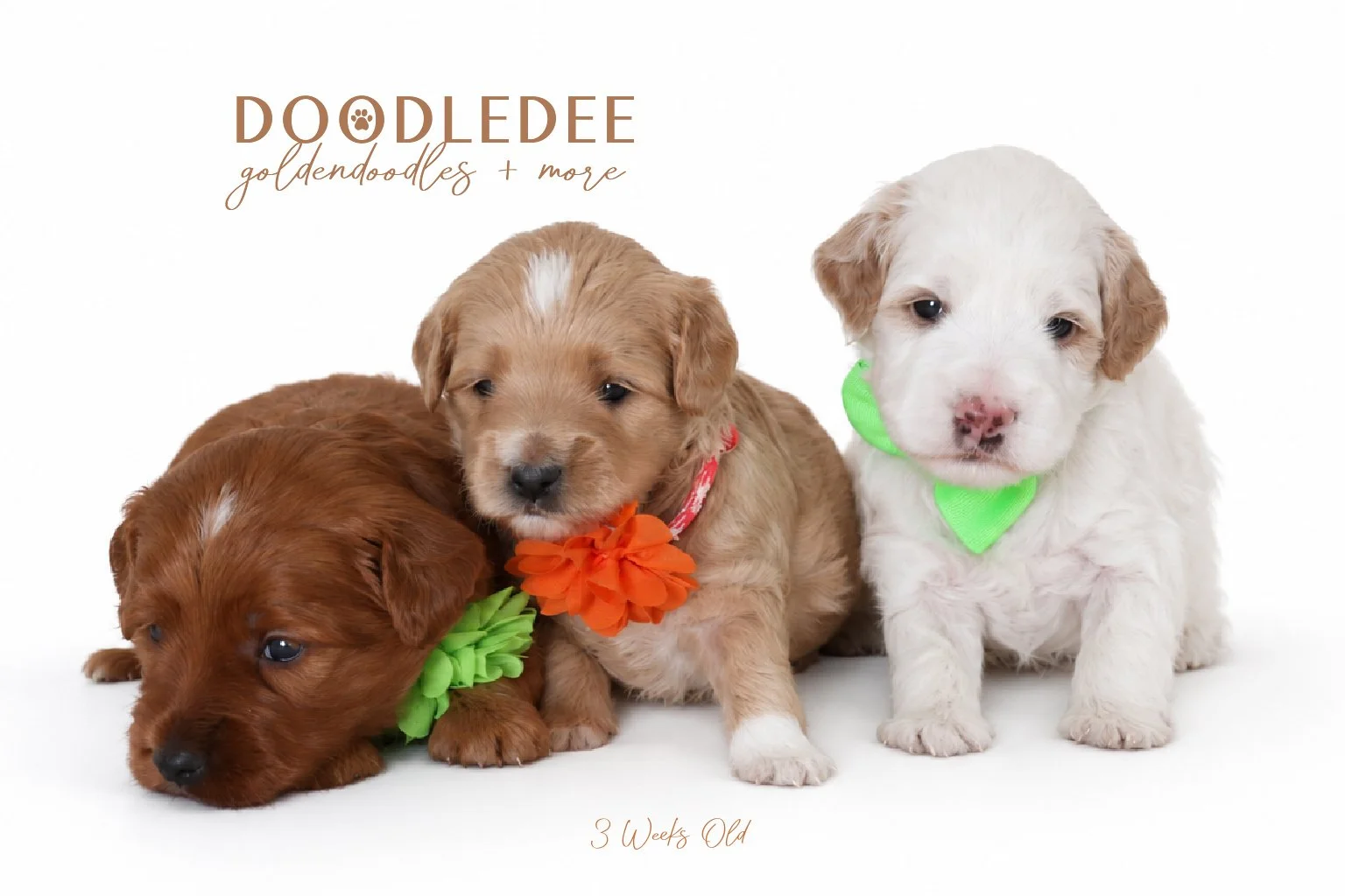 Micro Mini English Goldendoodle | Petite English Goldendoodle