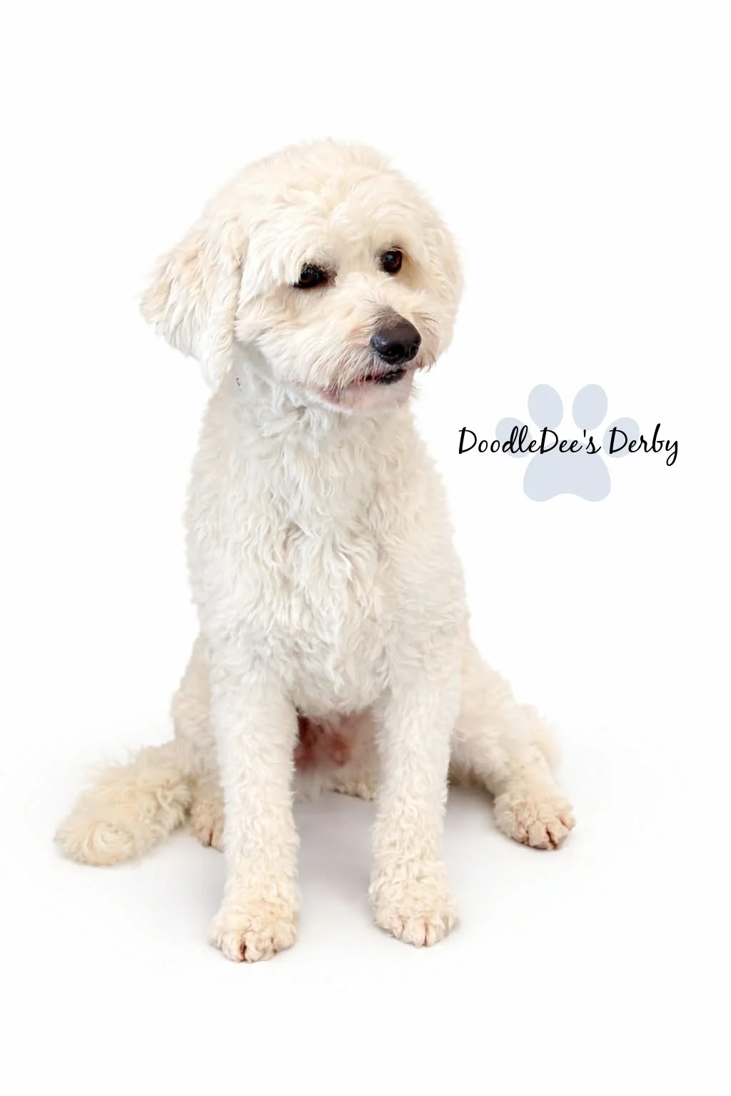 Mini English Goldendoodle Stud