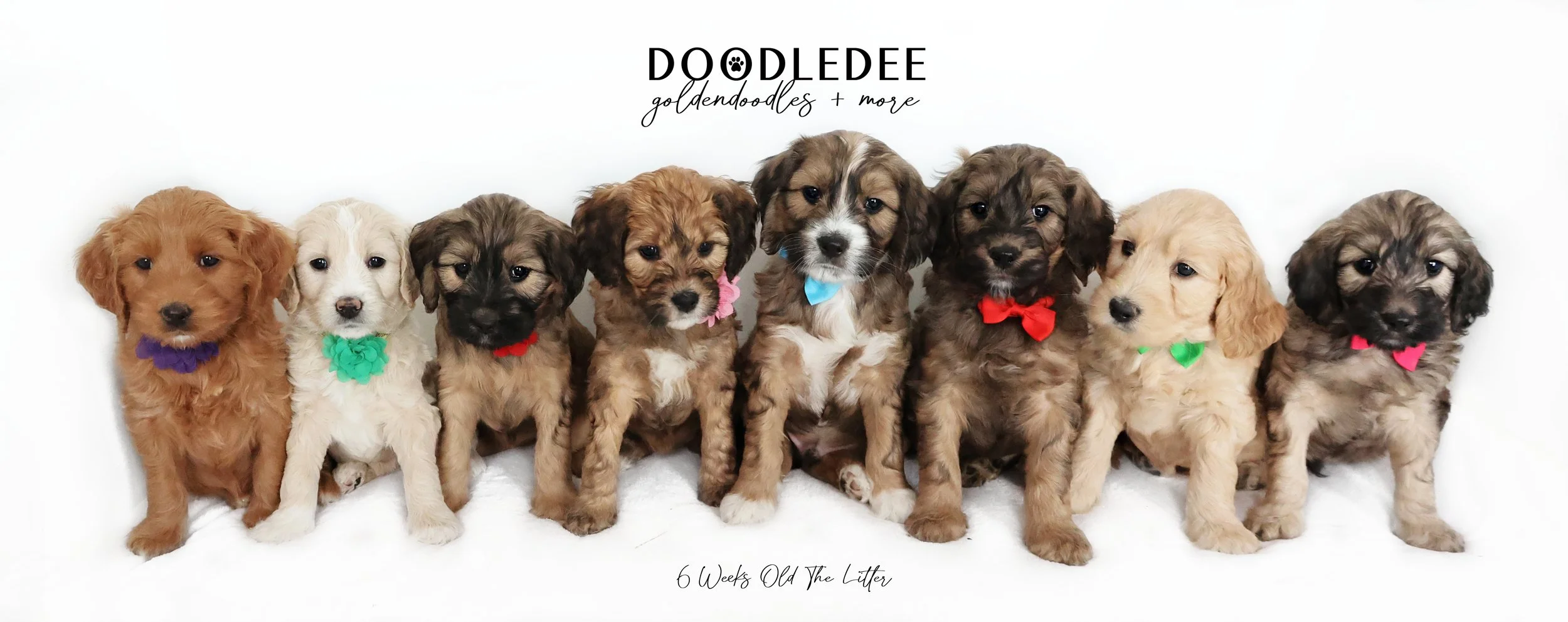 PAST Gazette & Jingles Litter