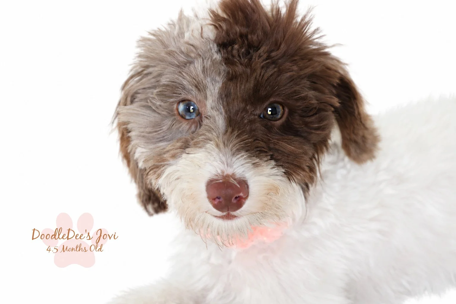 Micro Mini English Goldendoodle | 4.5 months Old 5.4 lbs