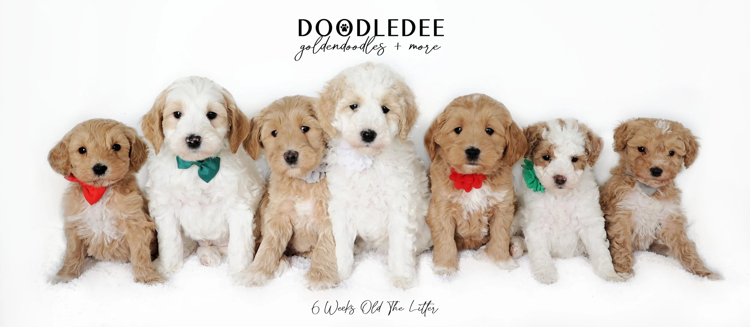 Duffy PAST Litter