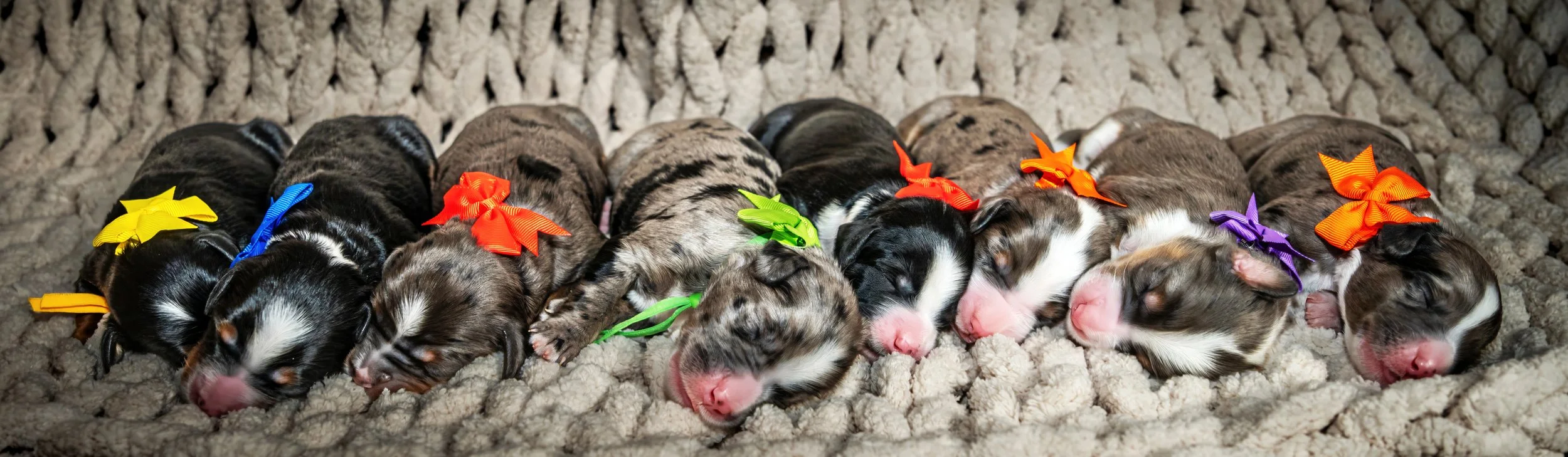 Merle Bernedoodle puppies