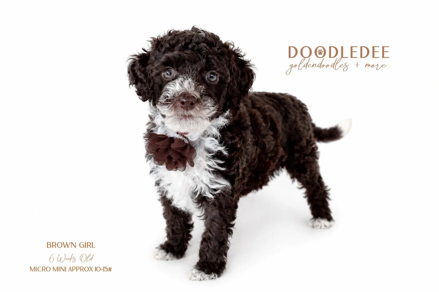 Micro Mini English Goldendoodle - Female AVAILABLE $3,500