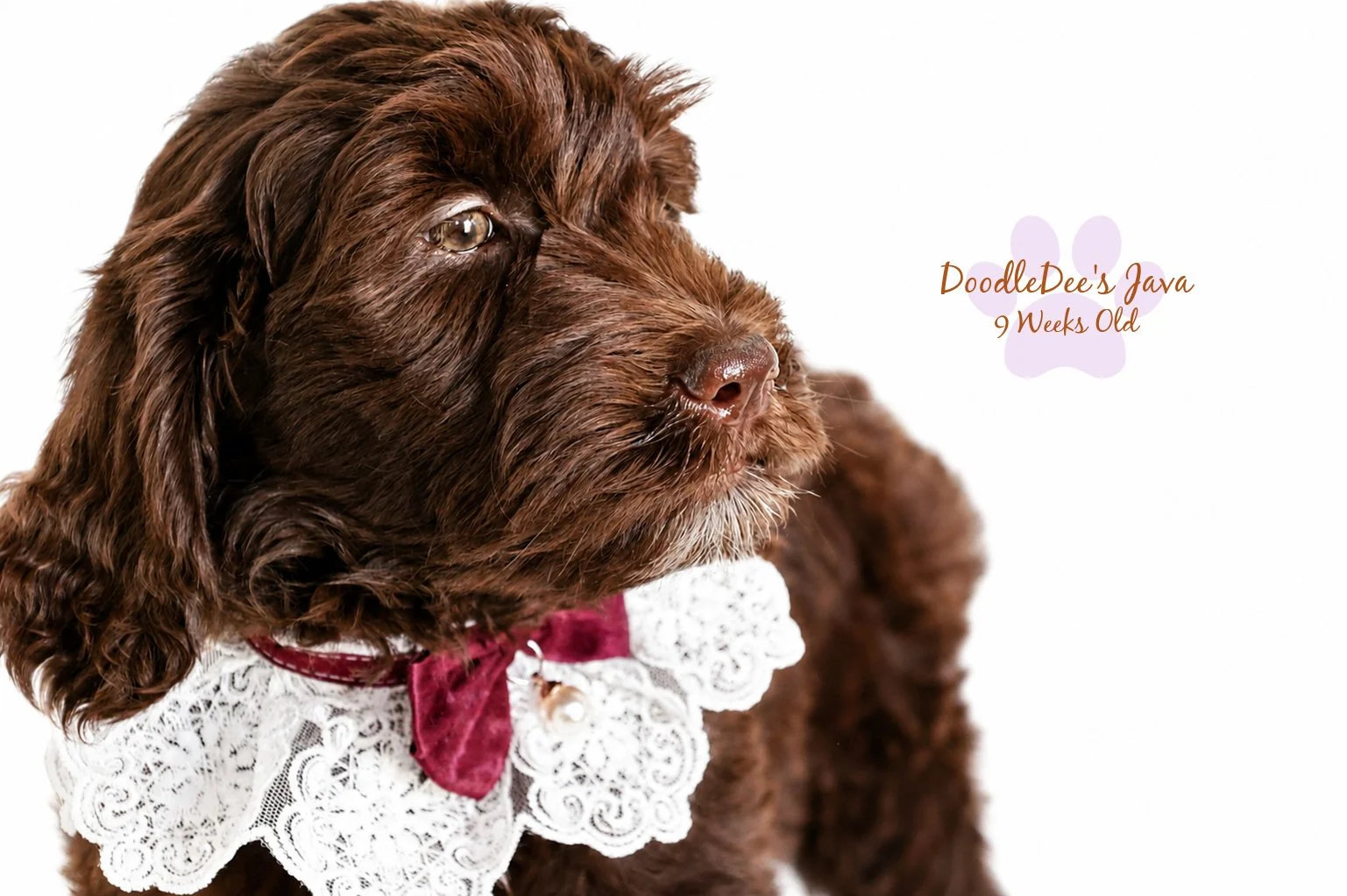 Medium English Goldendoodle Female- JAVA- GUARDIAN OPPORTUNITY