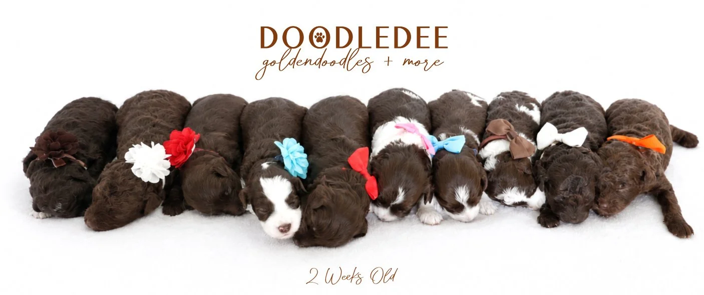 MIni English Goldendoodles