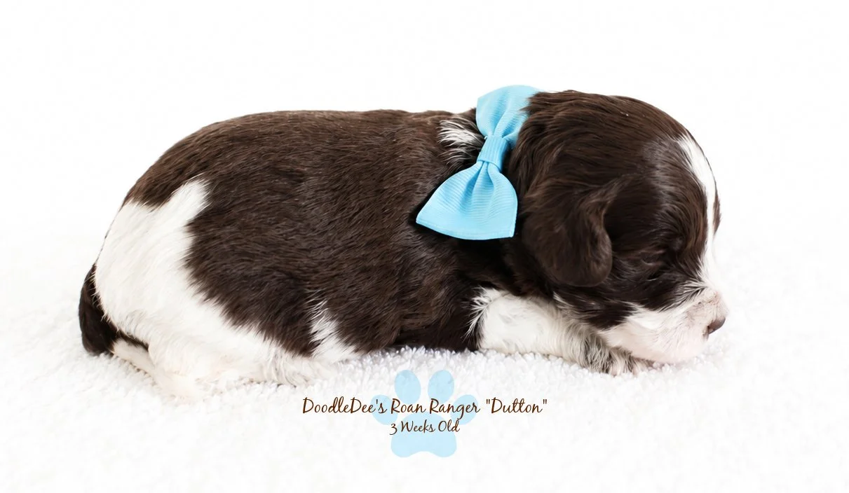 MIni English Goldendoodle - BREEDER PICK