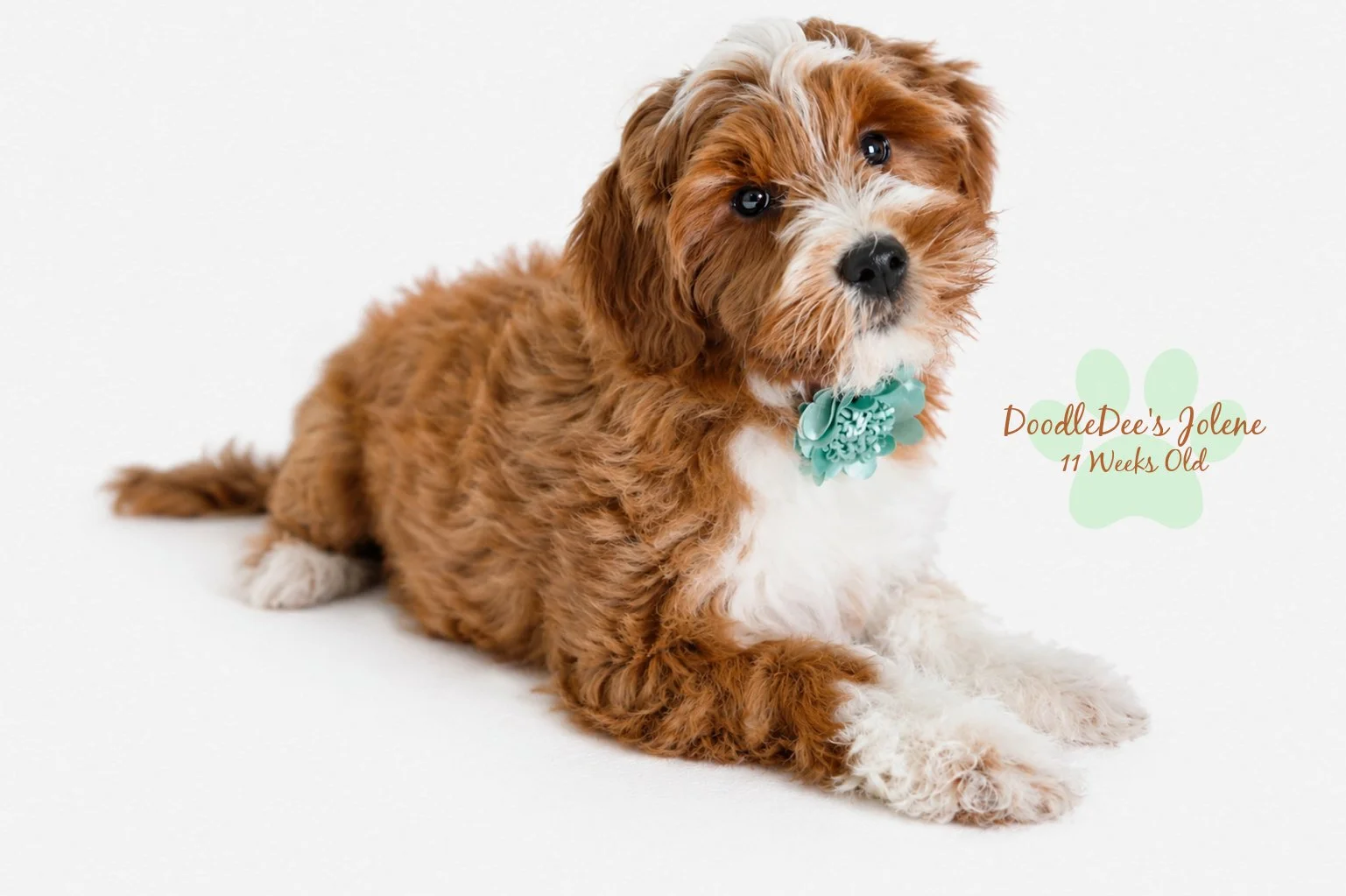 Petite English Goldendoodle