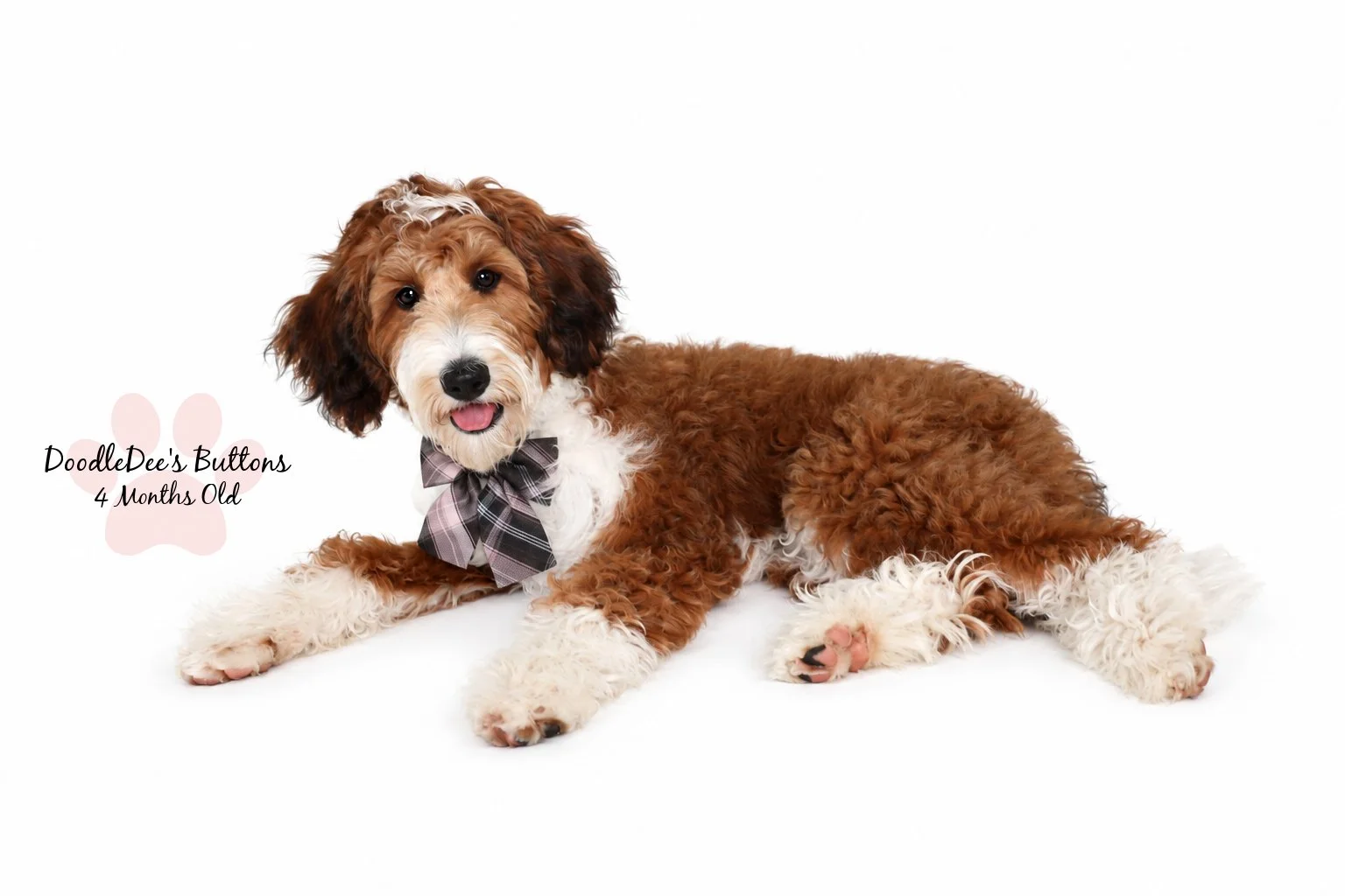 Sable Bernedoodle- Buttons 4 Months Old 
21 Lbs