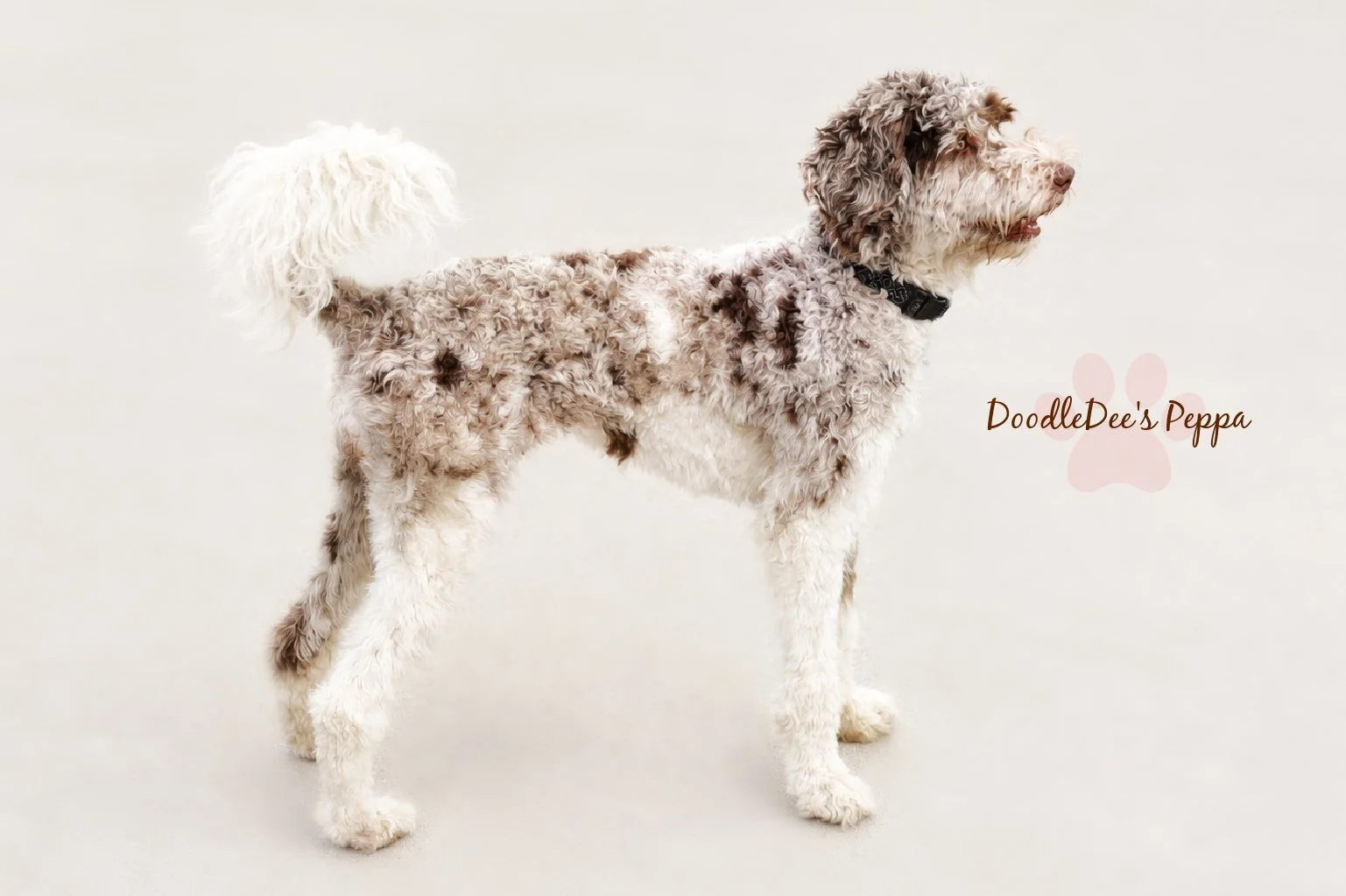 Chocolate Merle English Goldendoodle