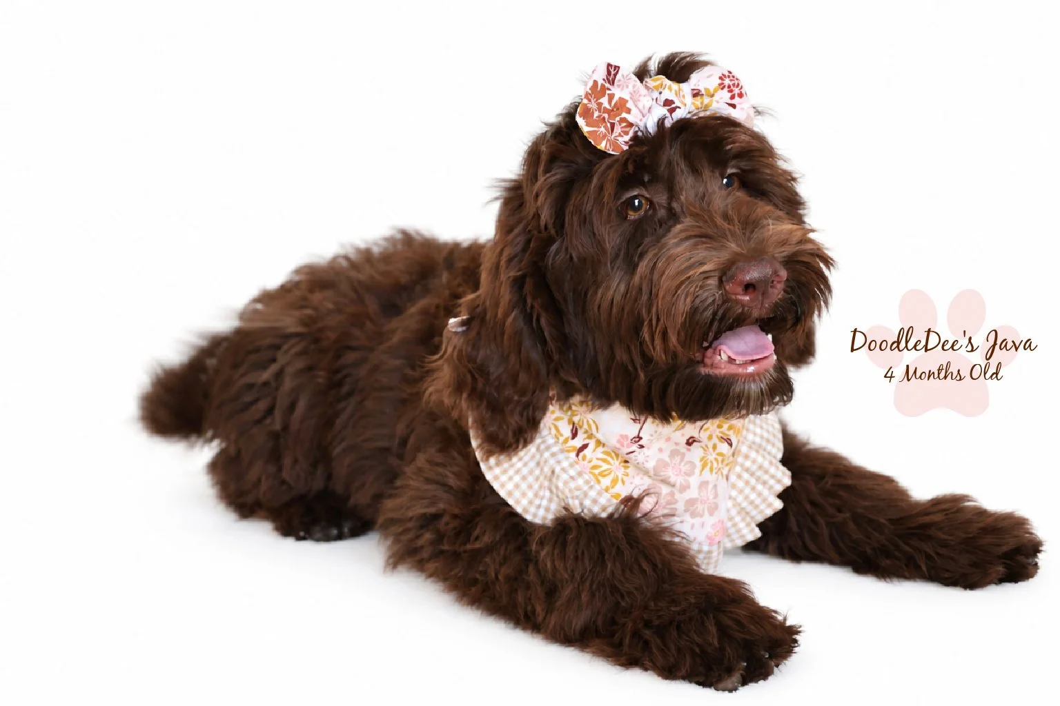 Medium English Goldendoodle |  22 Lbs