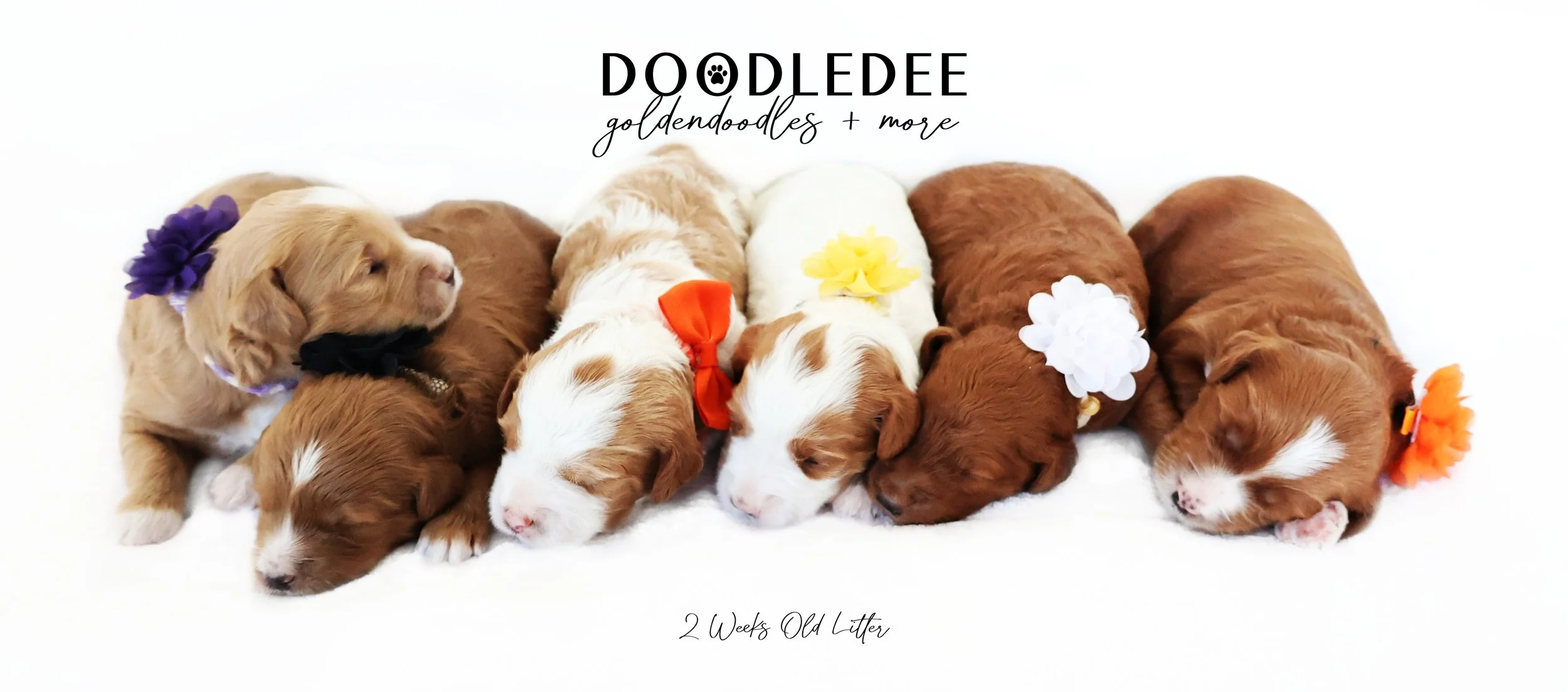 Mini English Goldendoodle Puppies