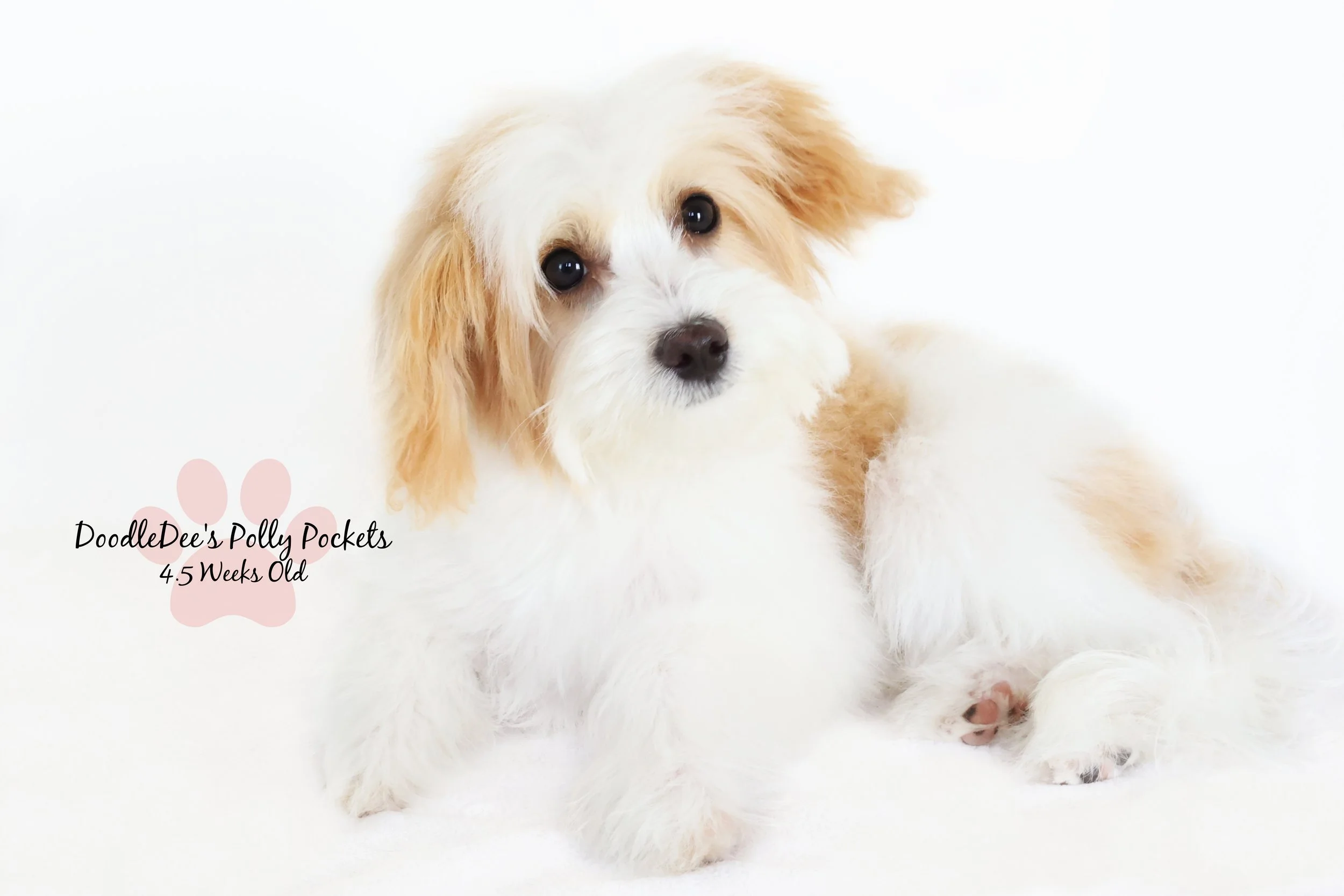 Micro Mini Bernedoodle - 8#