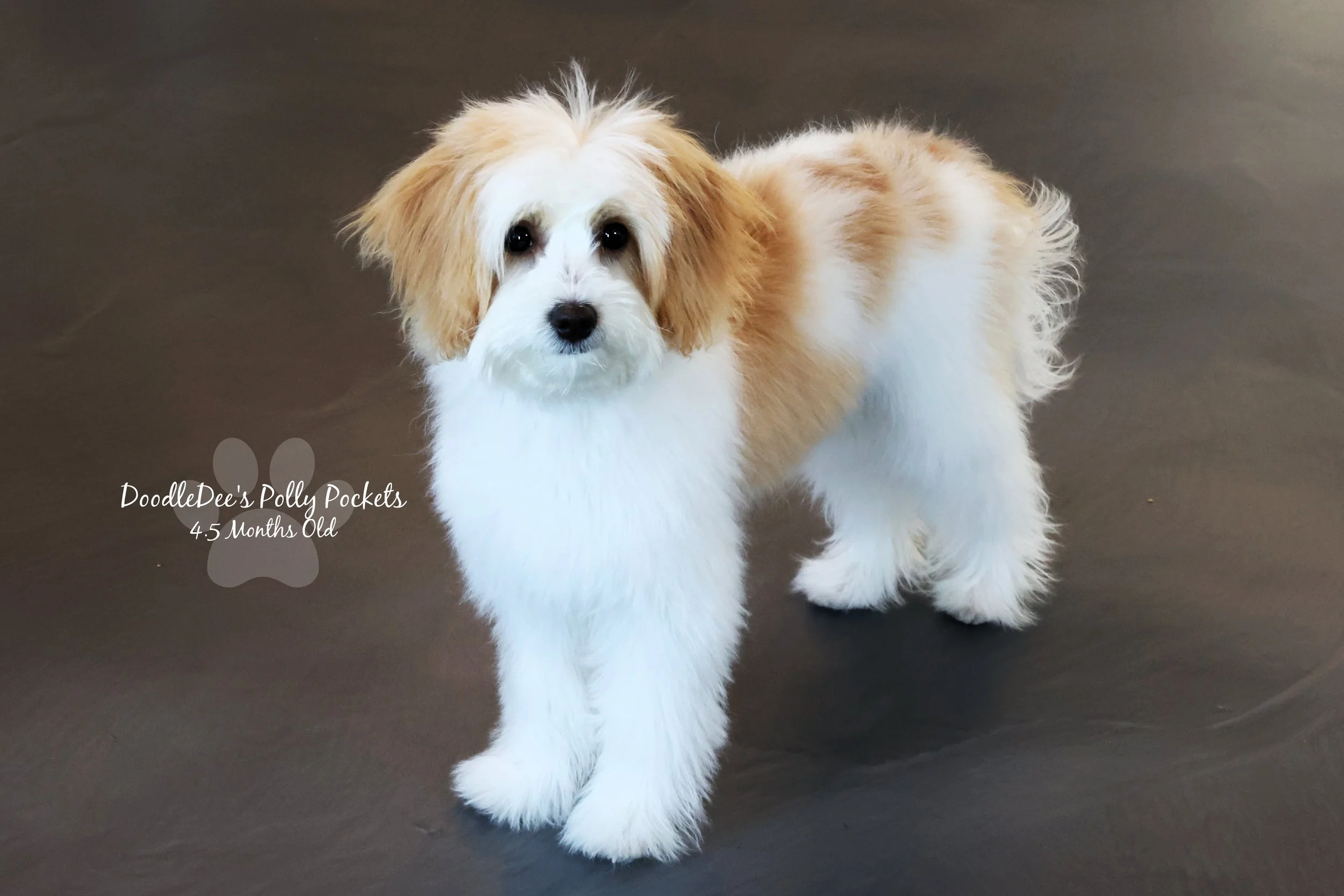 Micro Mini Bernedoodle - 8#