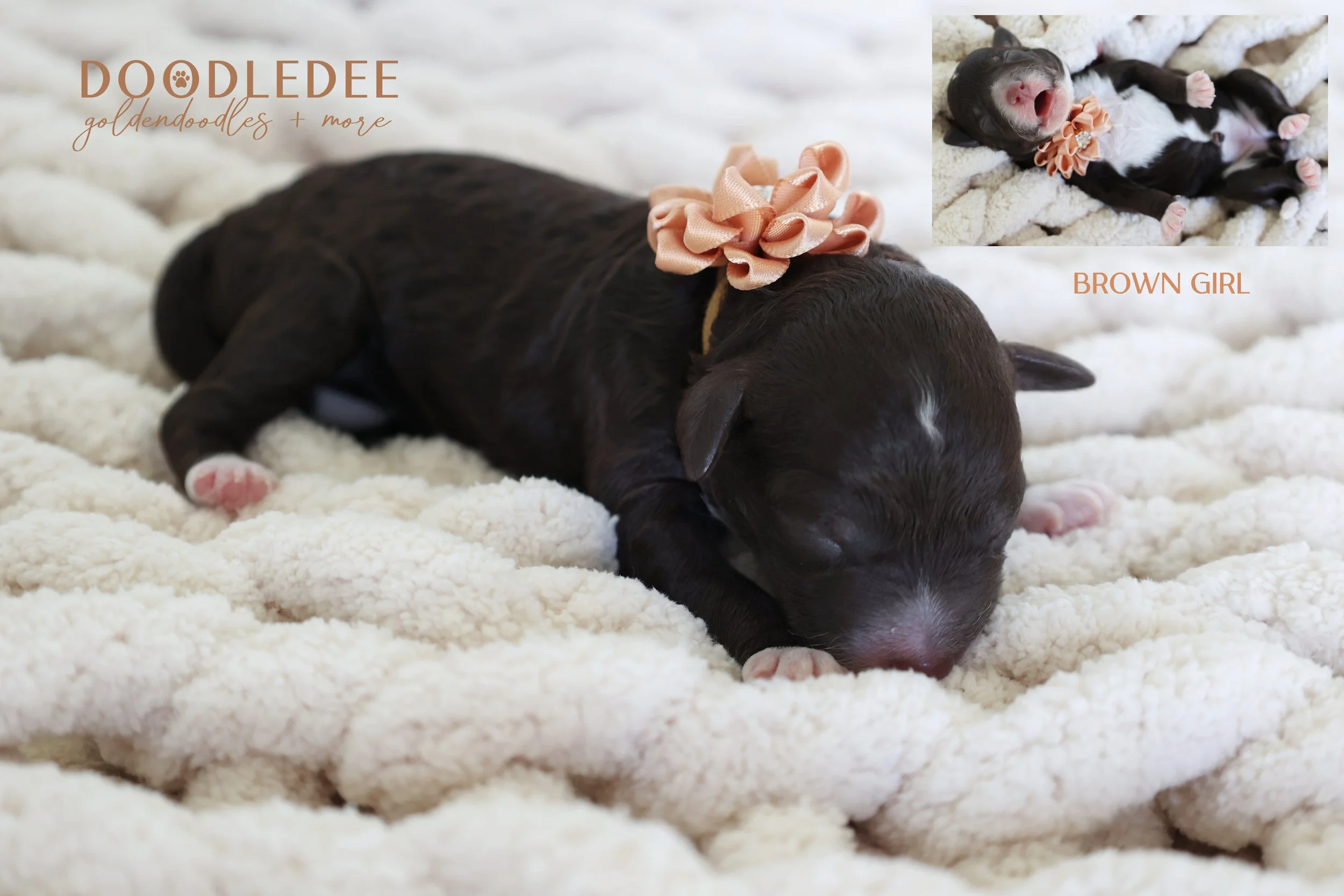 MIni English Goldendoodles