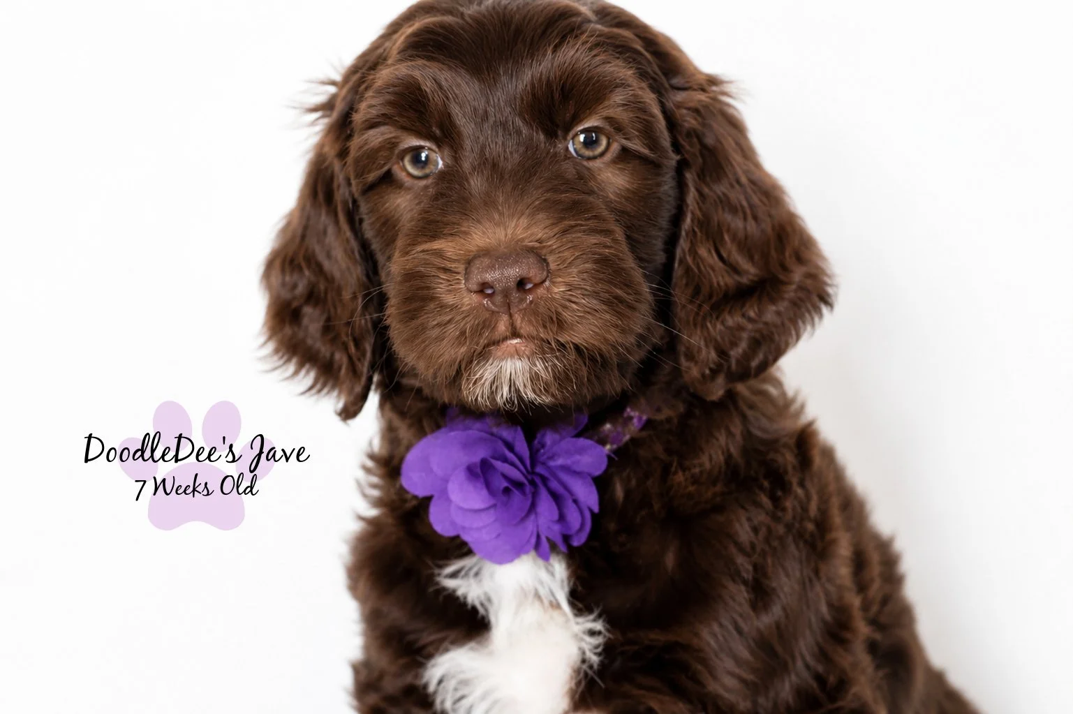 Medium English Goldendoodle Female- JAVA- GUARDIAN OPPORTUNITY